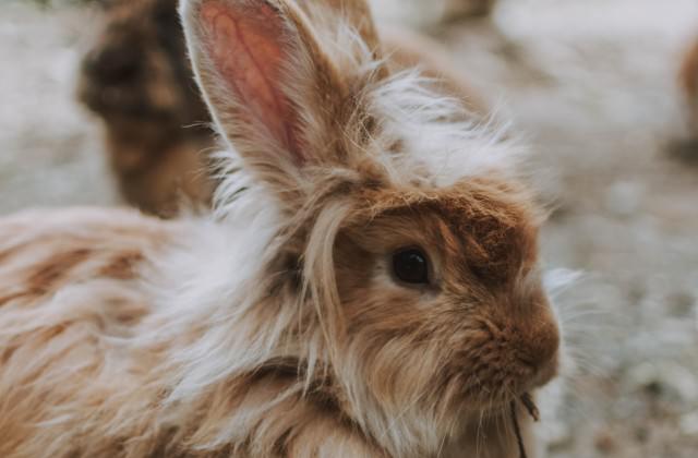 ふさふさもふもふ、ライオンラビット